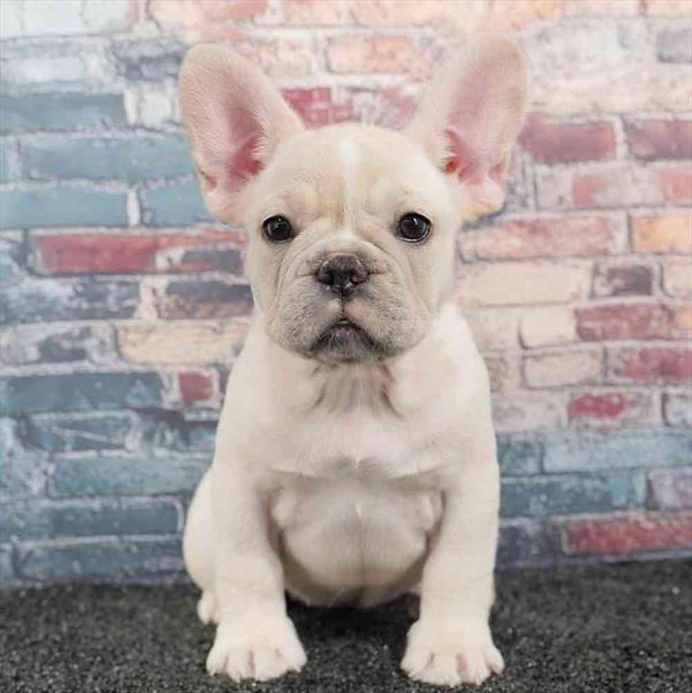 Image of a pet breed in the gallery