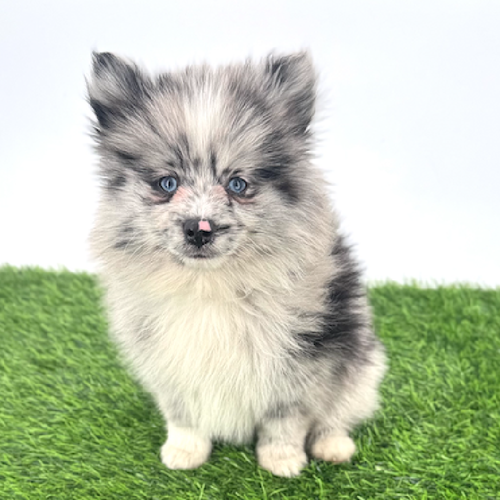 Image of a pet breed in the gallery