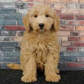 2nd Gen Mini Goldendoodle
