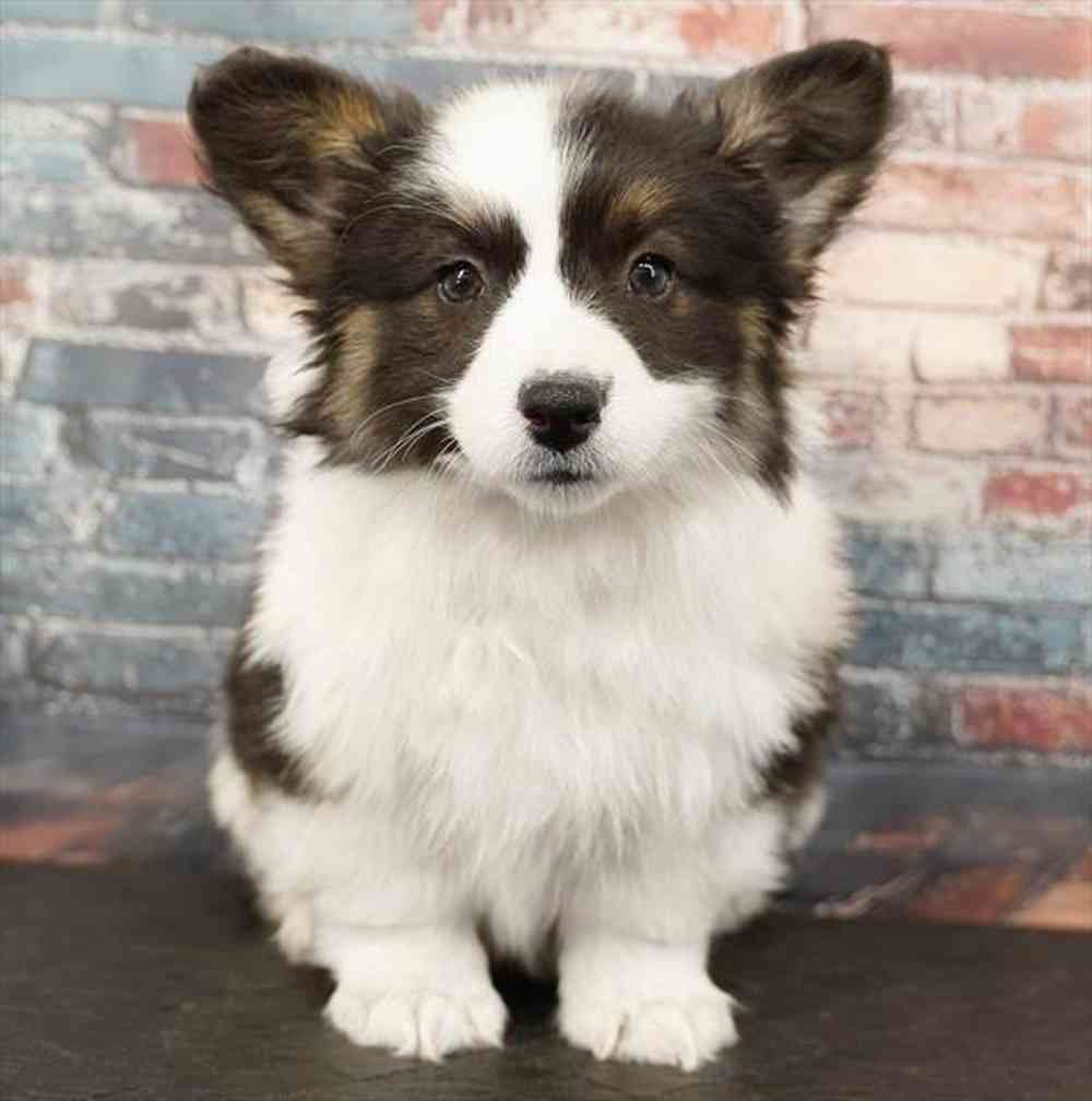 carousel pet images