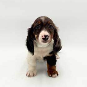 Dachshund