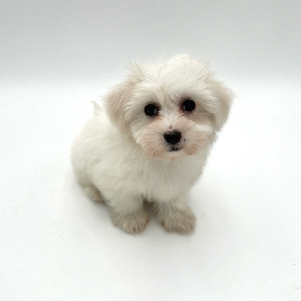 Female Coton De Tulear Puppy for Sale in San Antonio, TX