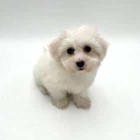 Coton De Tulear