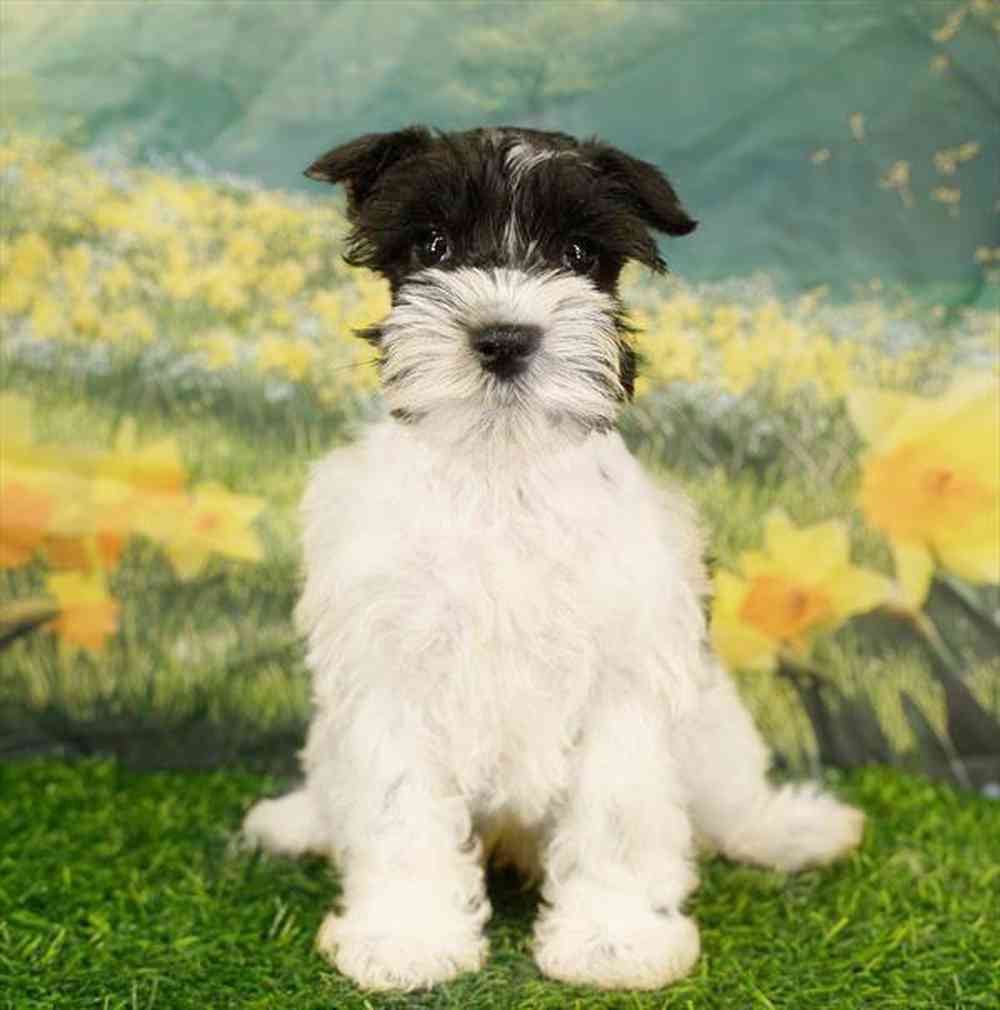 Image of a pet breed in the gallery