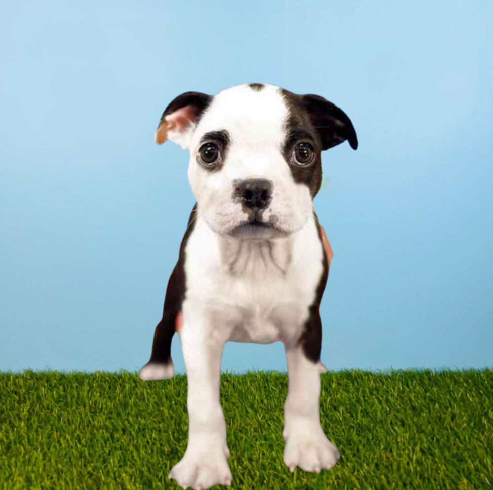 Male Boston Terrier Puppy for Sale in Pasadena, TX
