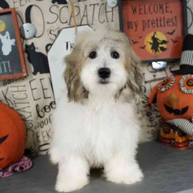 Coton De Tulear