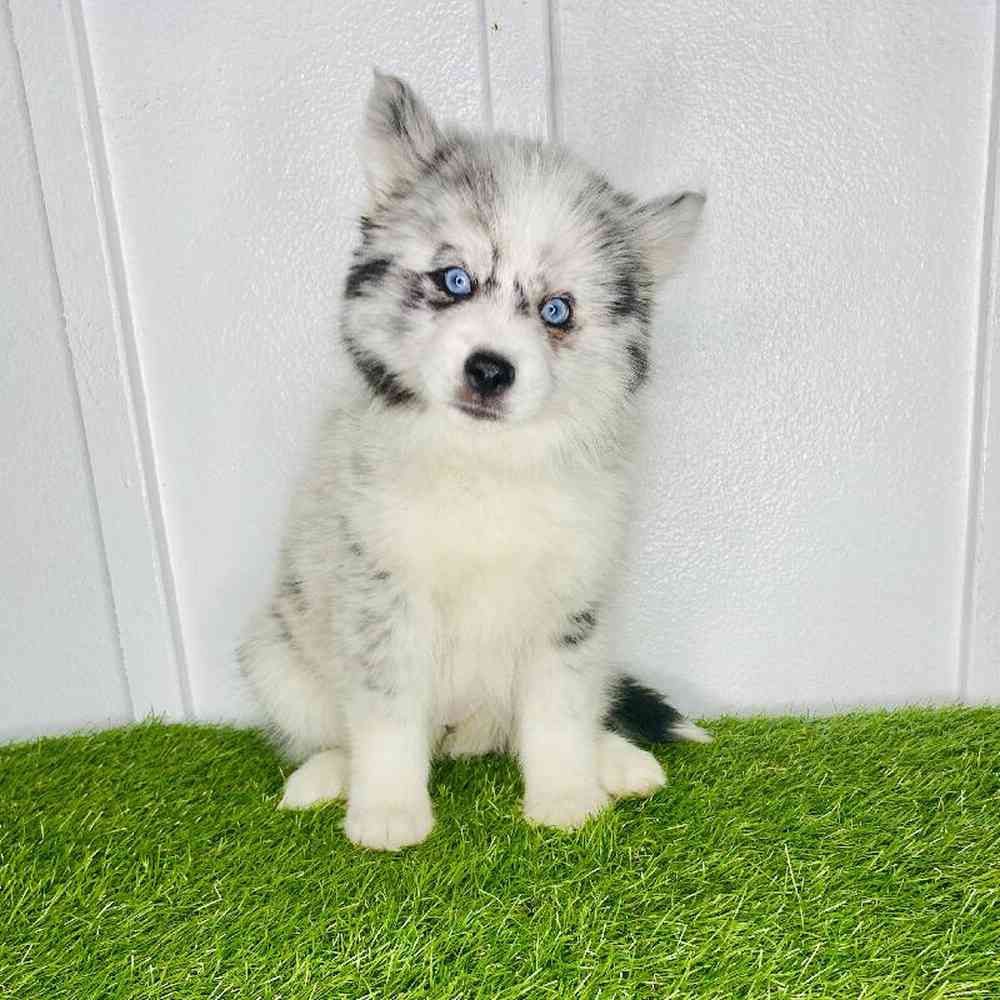 Image of a pet breed in the gallery