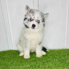 Pomsky