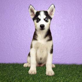 Siberian Husky