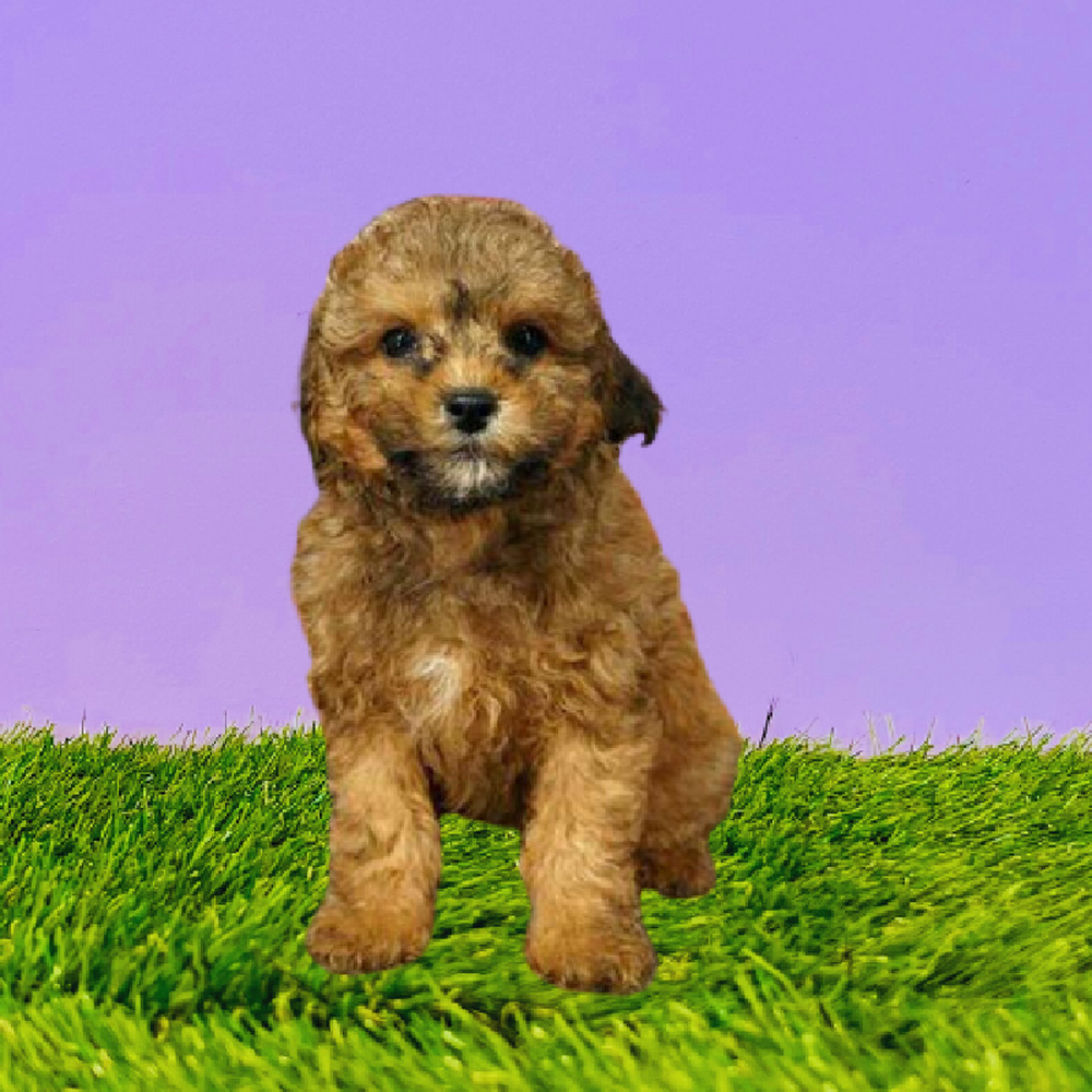 carousel pet images