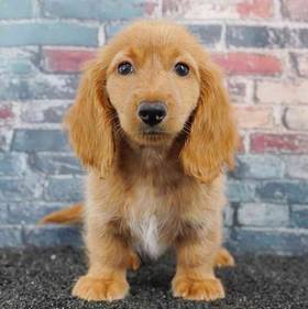 Dachshund