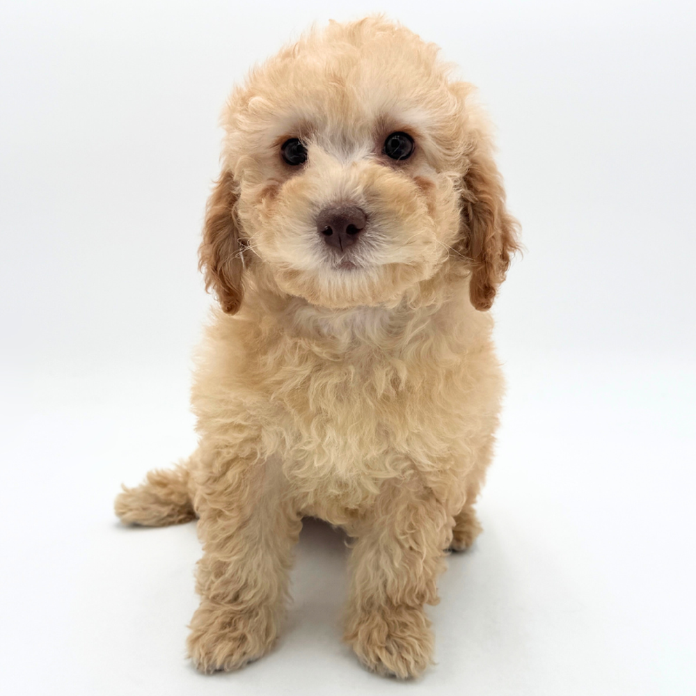 pet breed image