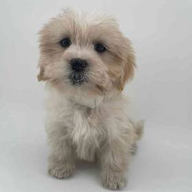 Lhasa Apso