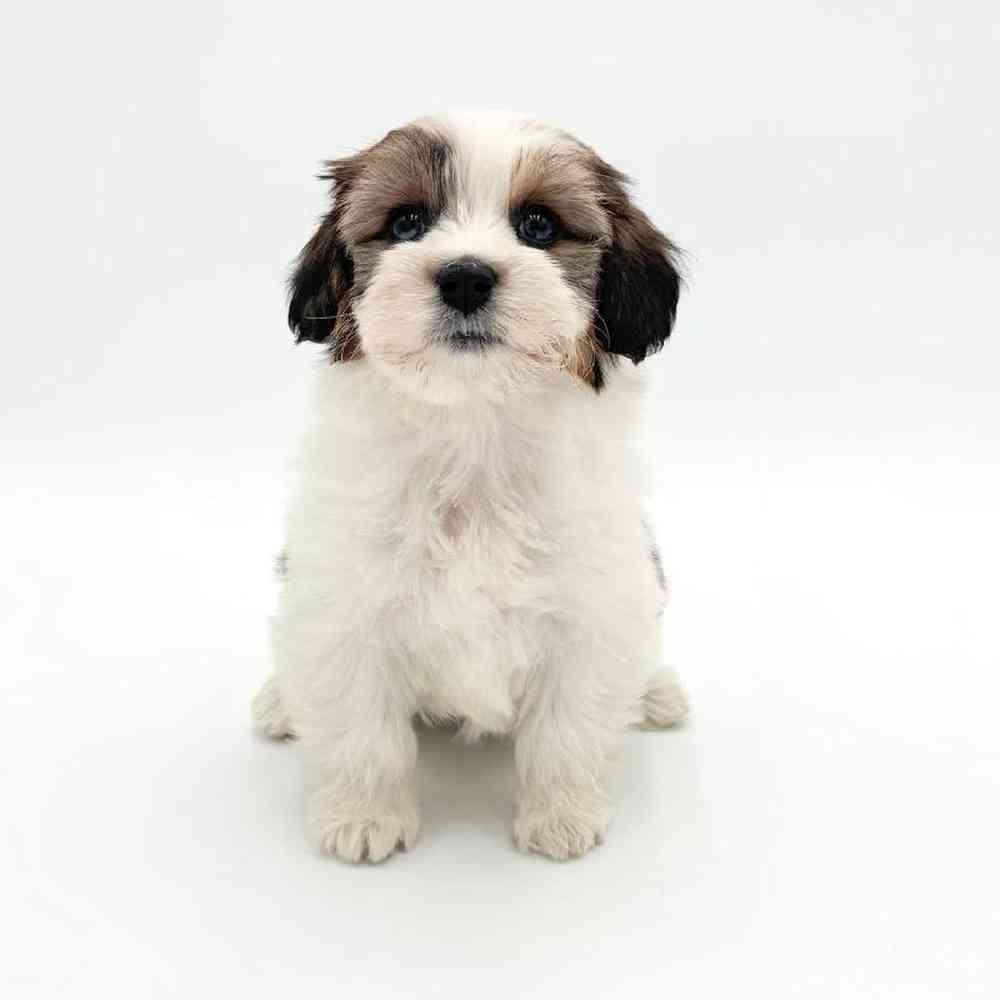 pet breed image