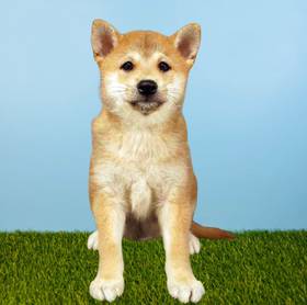 Shiba Inu