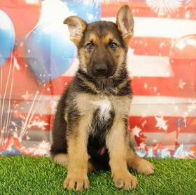 German Shepherd