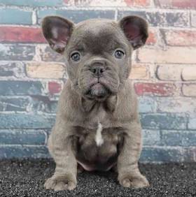 French Bulldog