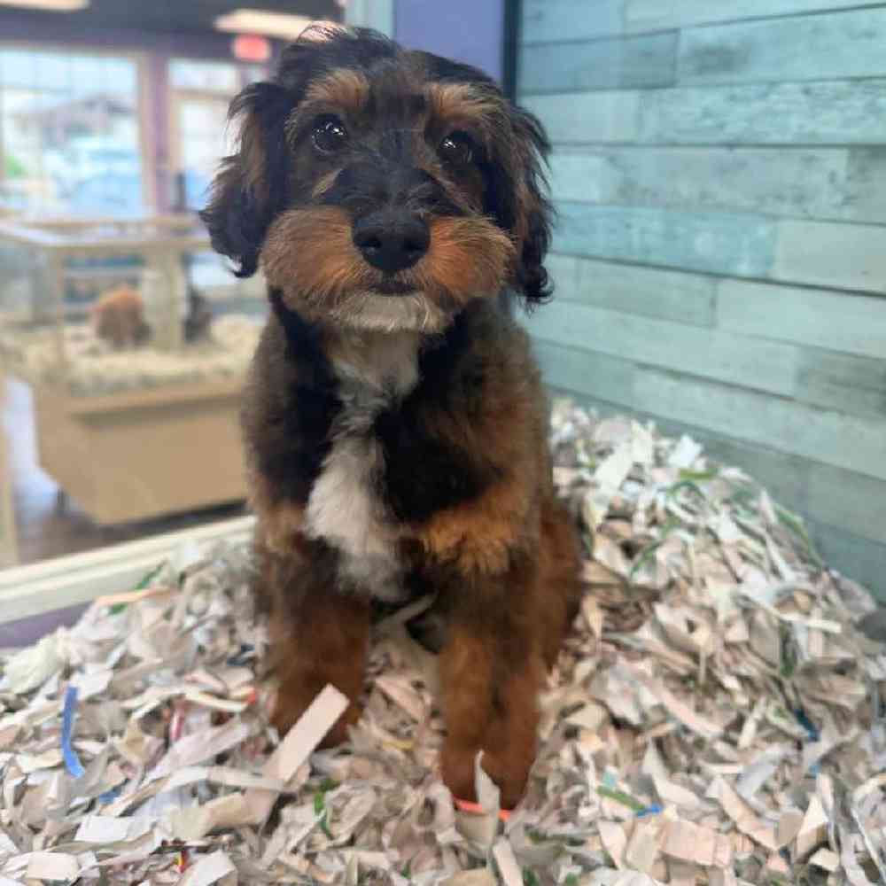 pet breed image