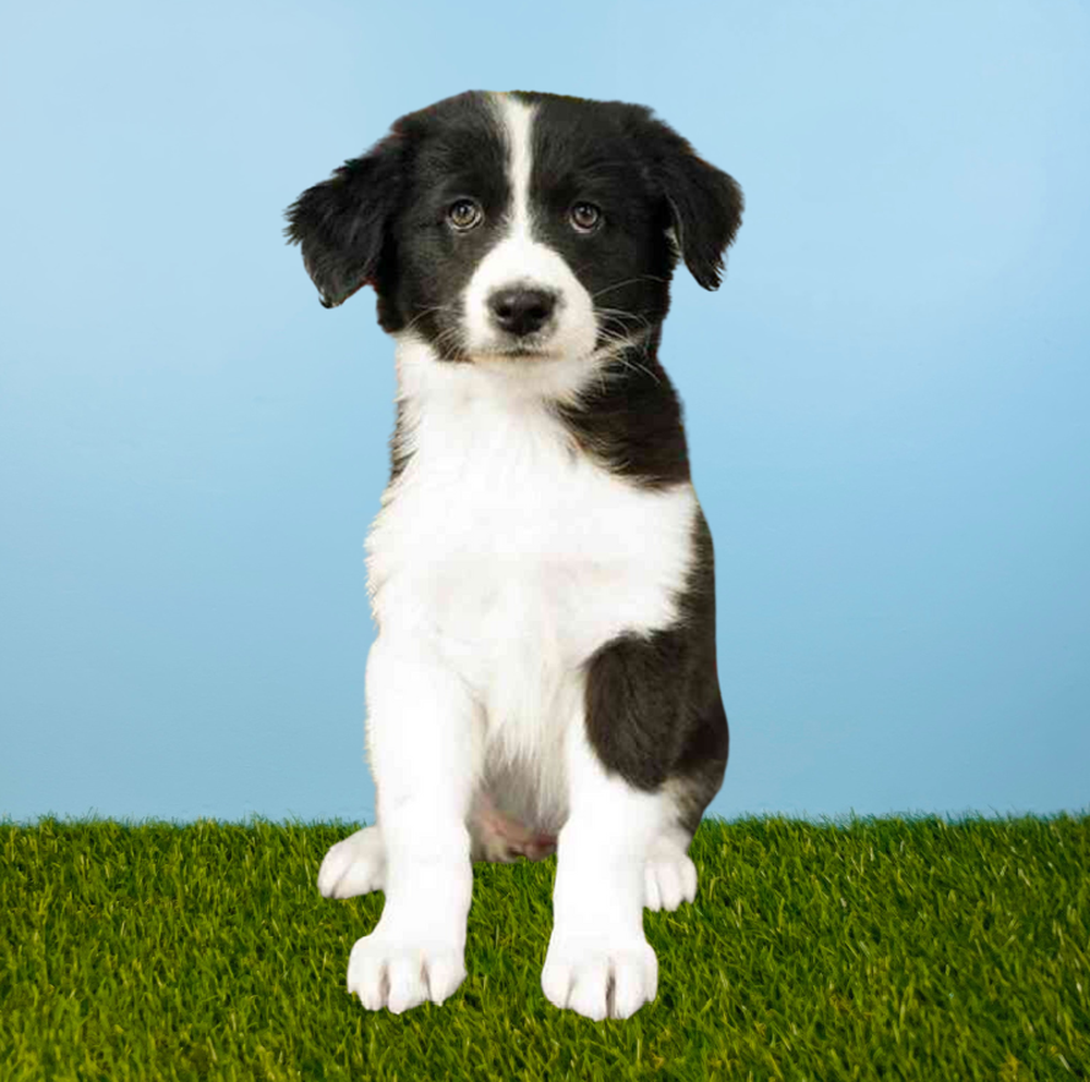 carousel pet images