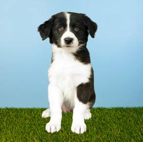 Australian Shepherd