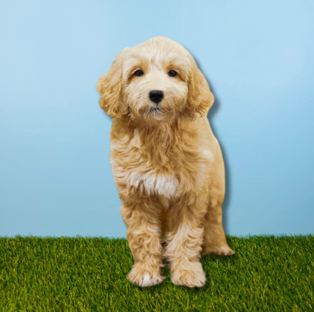 carousel pet images