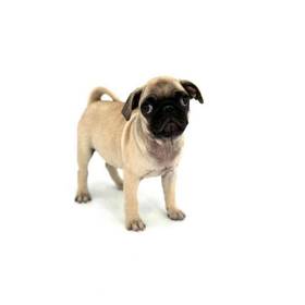 Pug