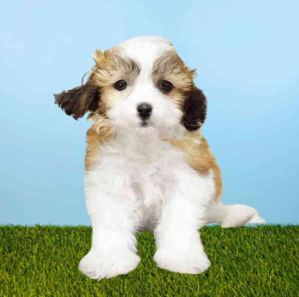 carousel pet images