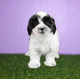 Teddy Bear