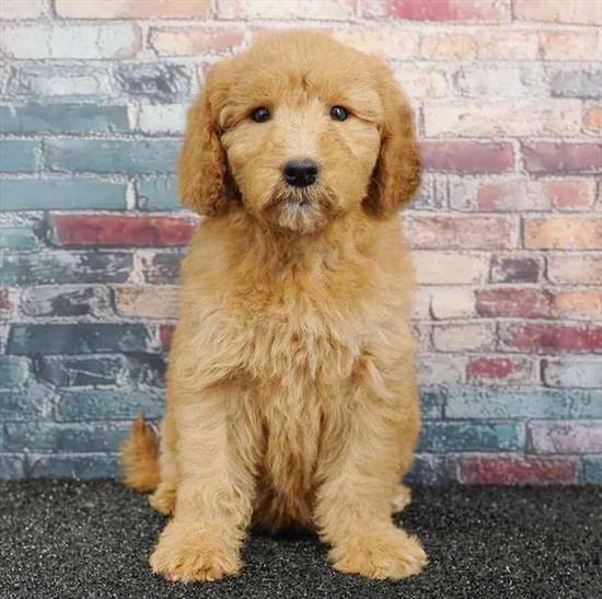 2nd Gen Mini Goldendoodle
