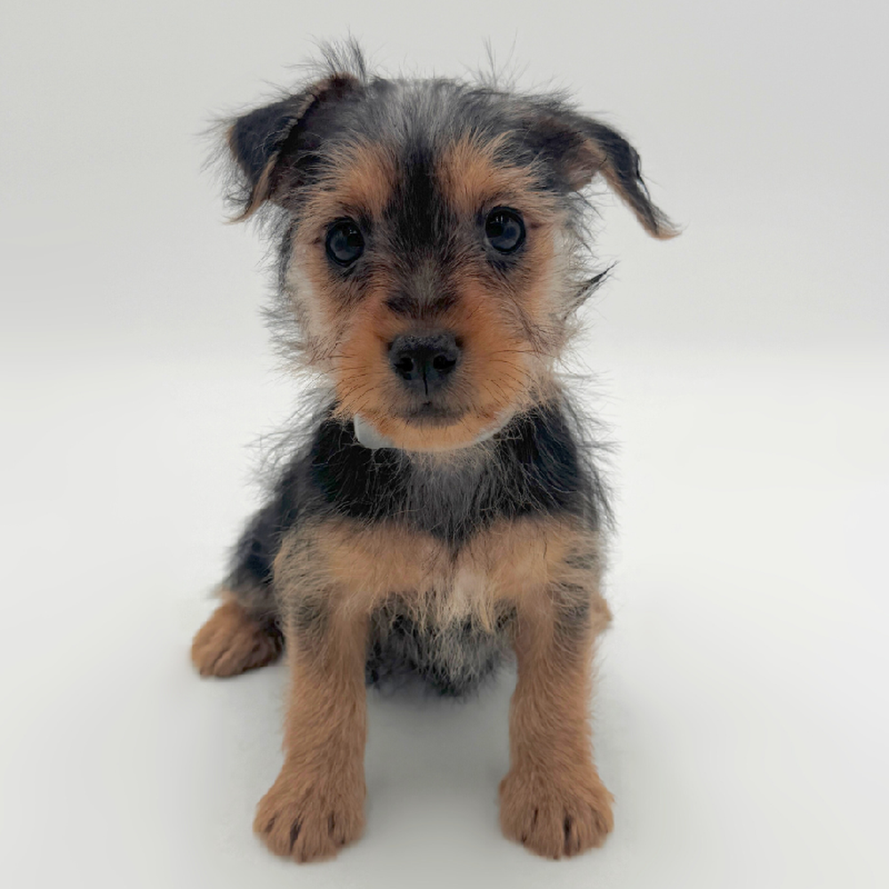 pet breed image