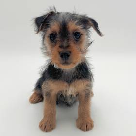 Silky Terrier