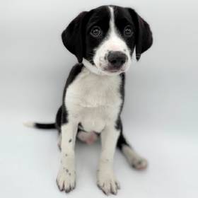 Labrador Retriever-Beagle