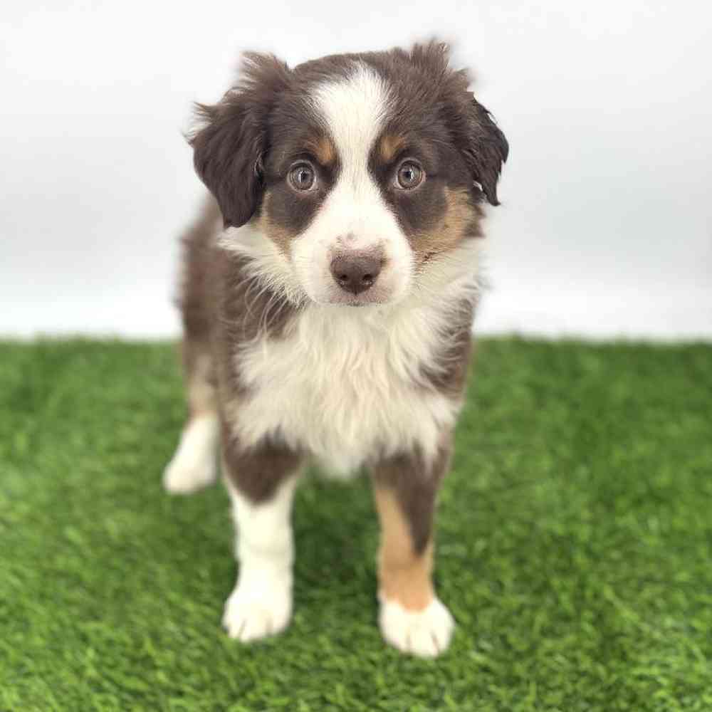 Image of a pet breed in the gallery