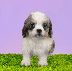 Cavapoo