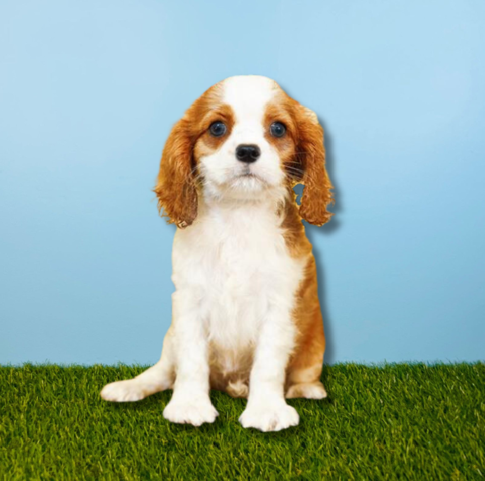 carousel pet images