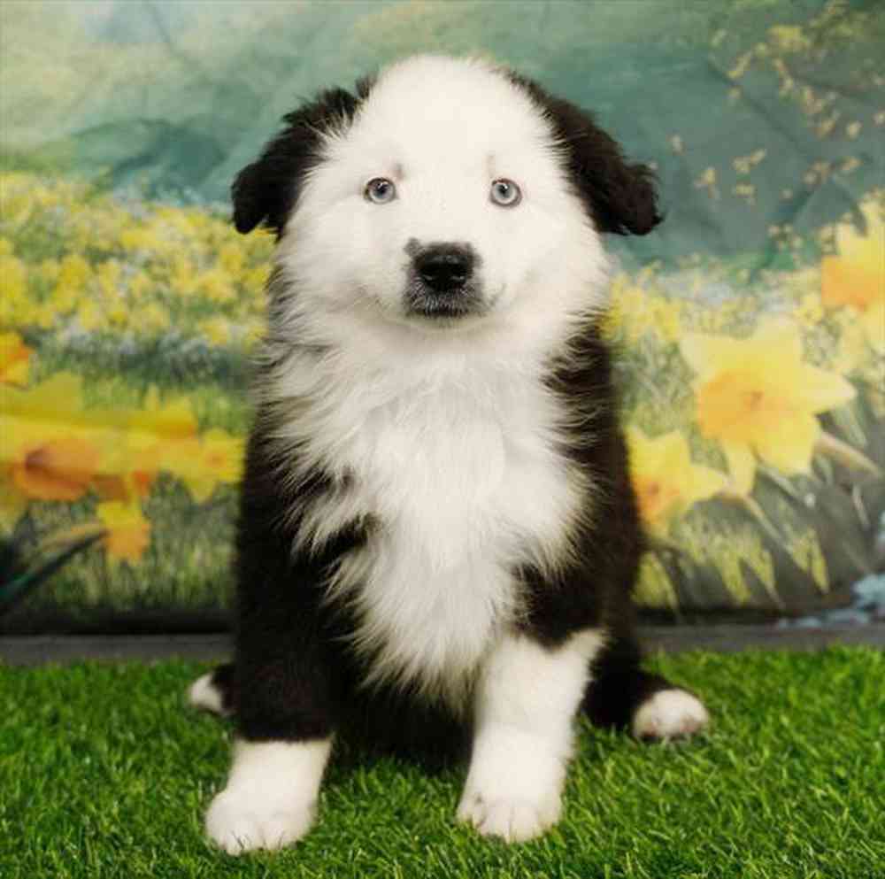 Image of a pet breed in the gallery