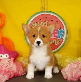 Pembroke Welsh Corgi