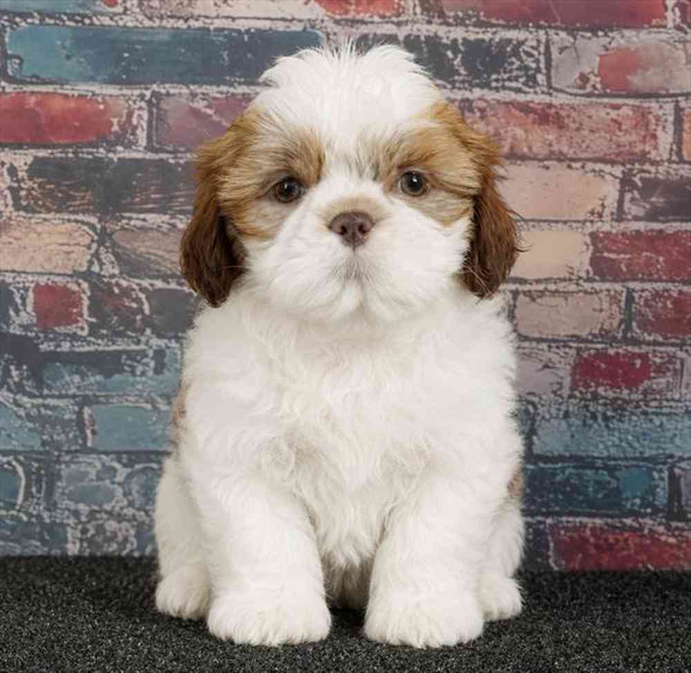 Image of a pet breed in the gallery