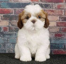 Shih Tzu