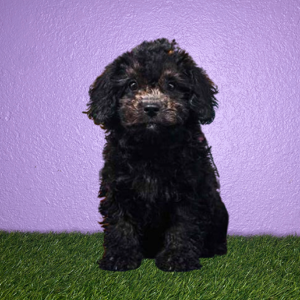Male Shizapoo Puppy for Sale in New Braunfels, TX