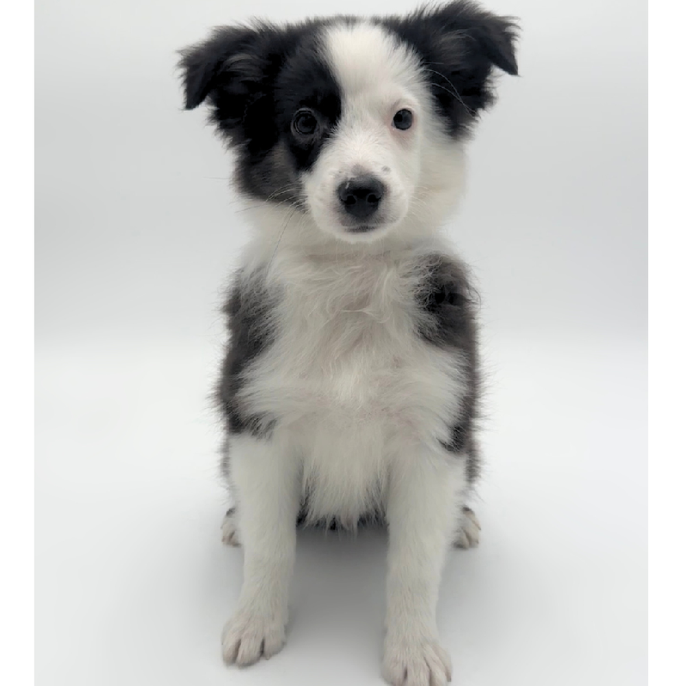 pet breed image