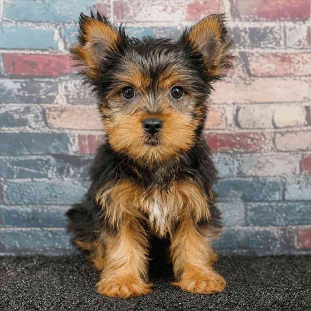 pet breed image