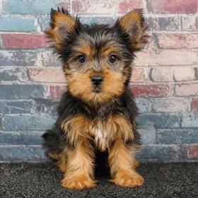 Yorkie