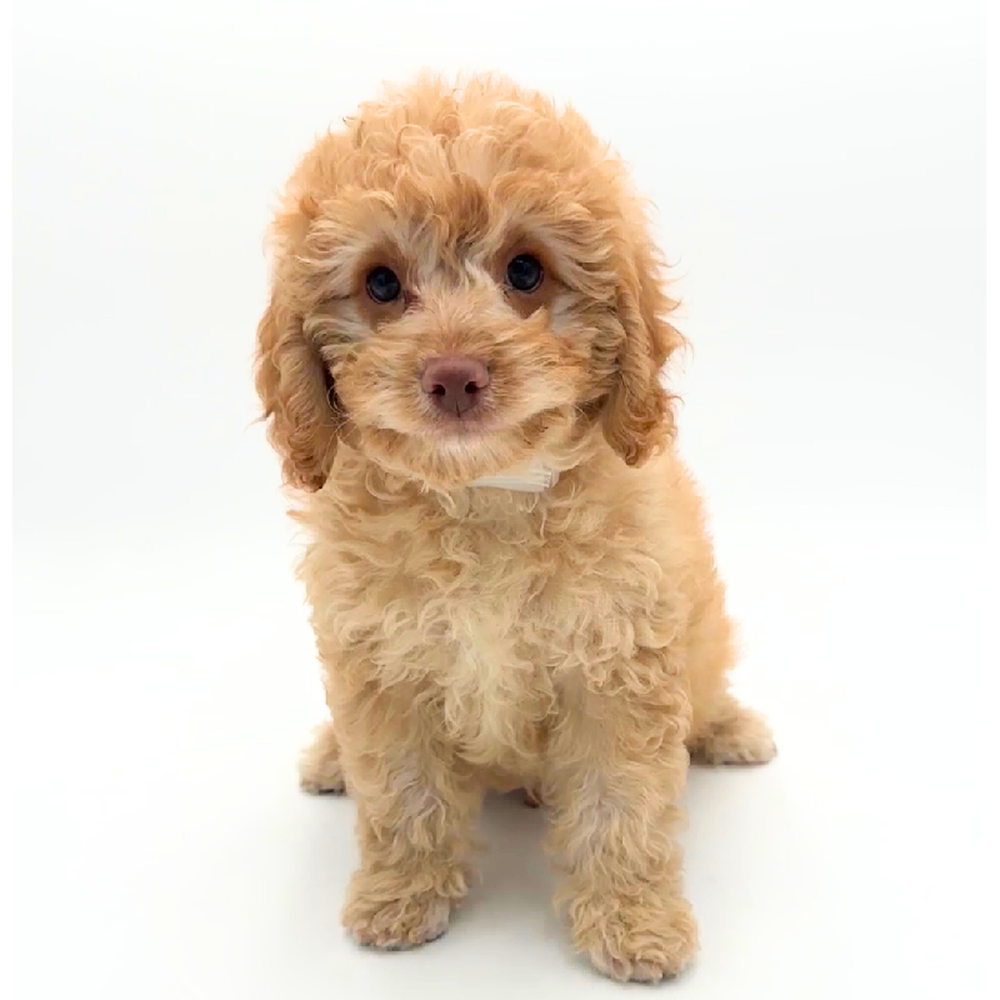 pet breed image