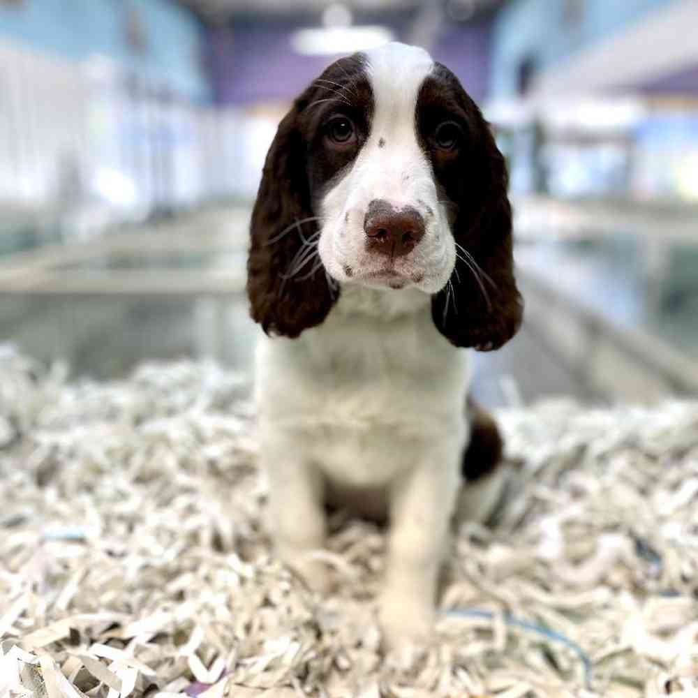 Female English Springer Spaniel Puppy for Sale in Meridian, ID
