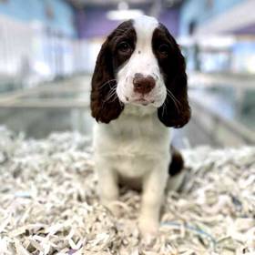 English Springer Spaniel