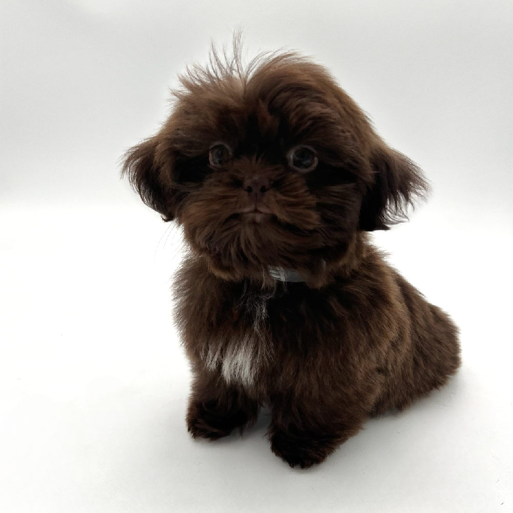 carousel pet images