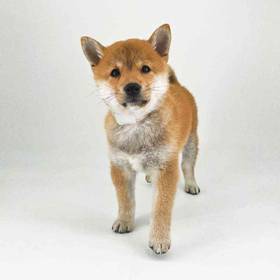 Shiba Inu
