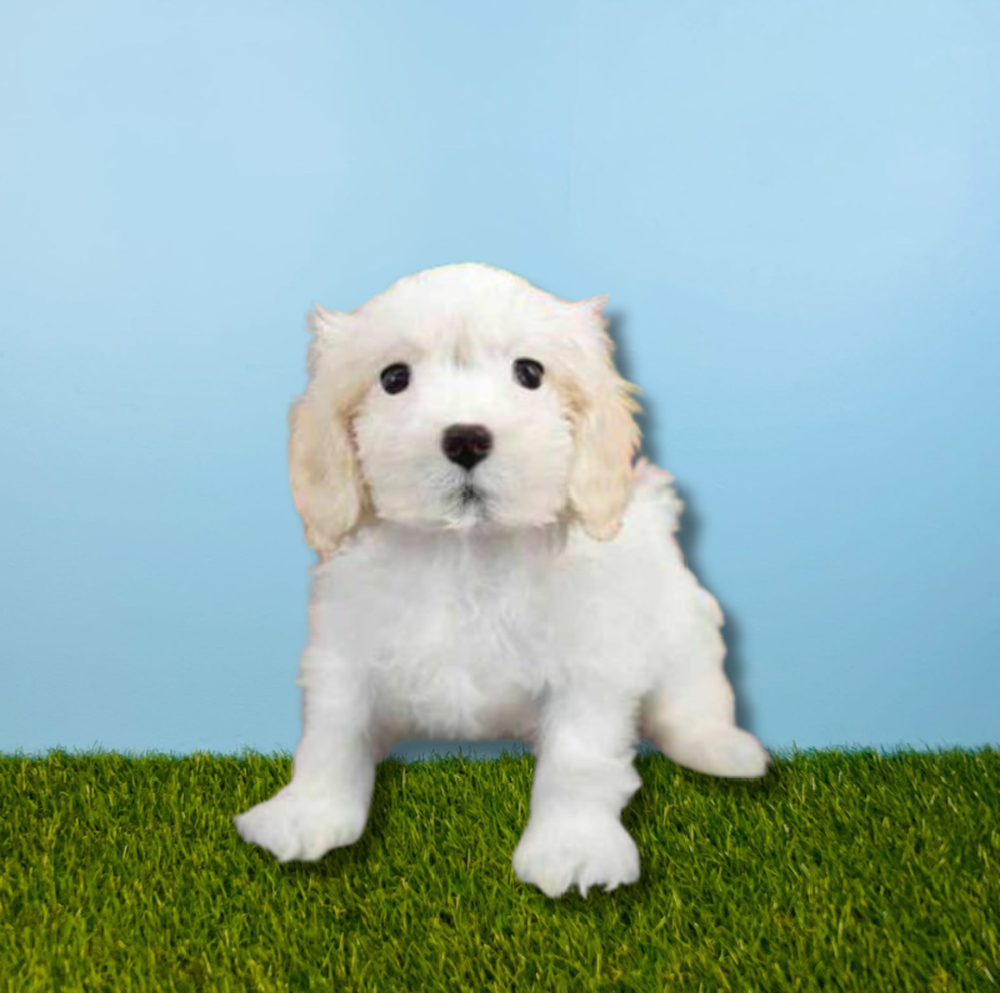 Male Cavachon Puppy for Sale in Tolleson, AZ