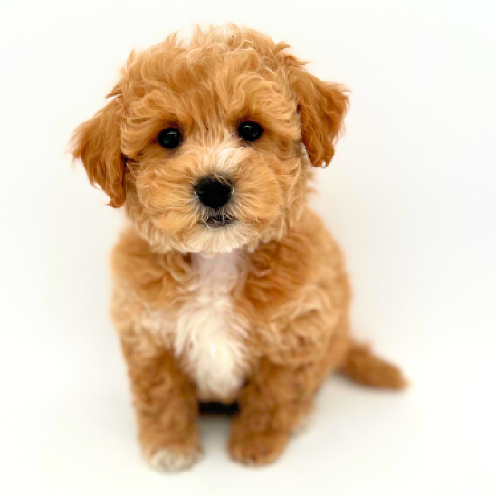 Male Bichapoo Puppy for Sale in Marietta, GA